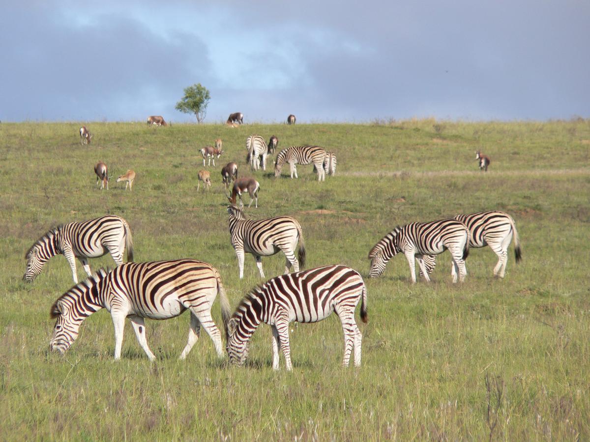 Lalibela Game Reserve Mark's Camp *