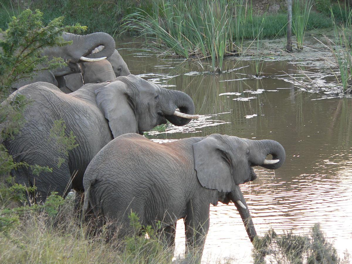 Lalibela Game Reserve Mark's Camp Lodge